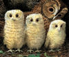 Picture of Owl Babies - board book