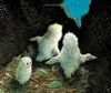 Picture of Owl Babies - board book